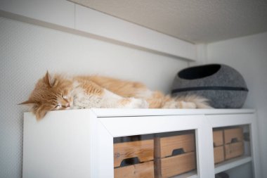 Maine Rakun Kedi dolapta uyuyor.