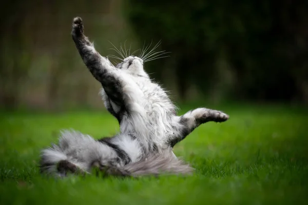 Maine coon gato jugando al aire libre —  Fotos de Stock