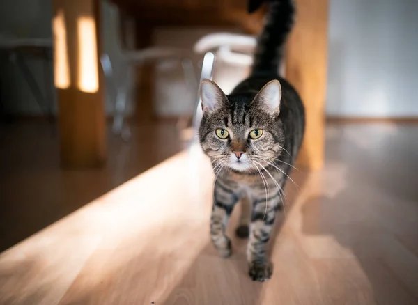 Кошка Тэбби в помещении при солнечном свете — стоковое фото