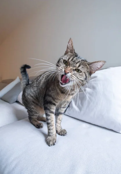 Tabby γάτα σφύριγμα στον καναπέ — Φωτογραφία Αρχείου