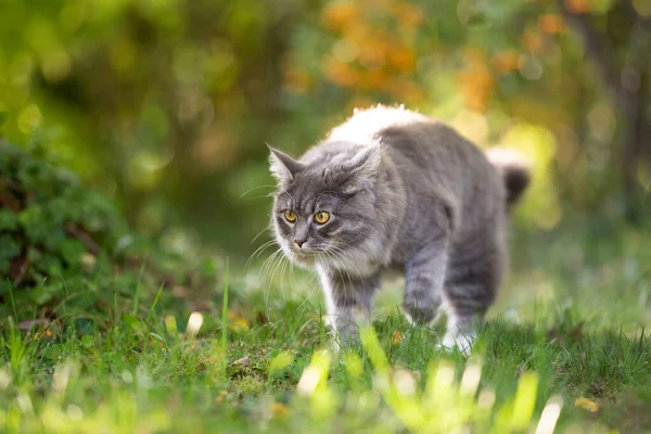 Maine coon gato em movimento — Fotografia de Stock