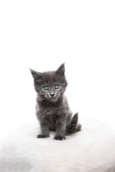 Maine coon kitten工作室肖像 — 图库照片
