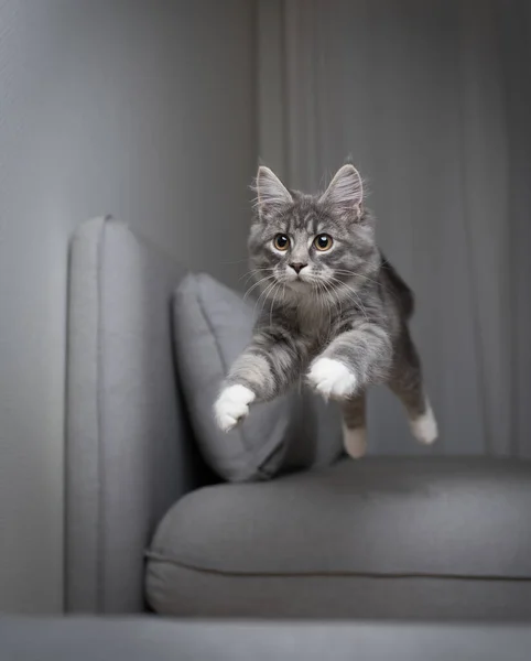 Gato pulando sobre sofá — Fotografia de Stock