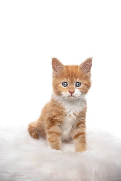 Gember maine coon kitten studio portret — Stockfoto