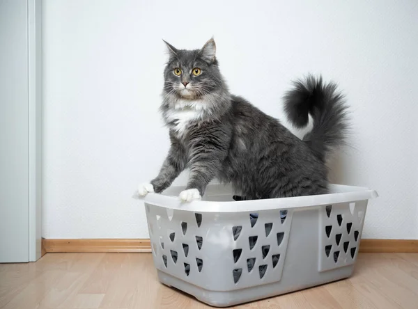 Neugierige Katze im Wäschekorb — Stockfoto