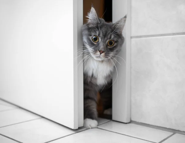 Neugierige Katze betritt Badezimmer — Stockfoto