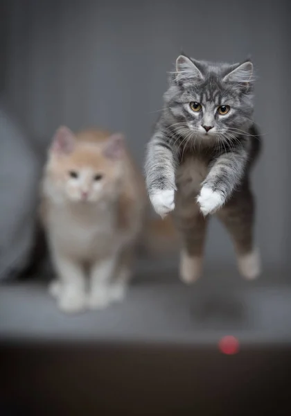 Παιχνιδιάρικη γάτα πηδάει πάνω από καναπέ — Φωτογραφία Αρχείου