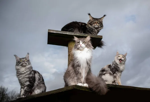 Grupp katter på repor — Stockfoto