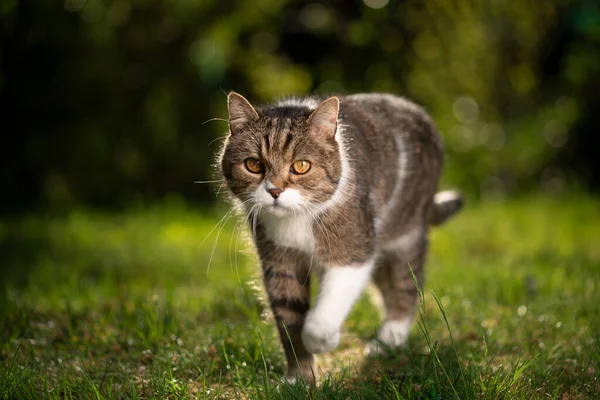 Britânico shorthair gato na natureza — Fotografia de Stock