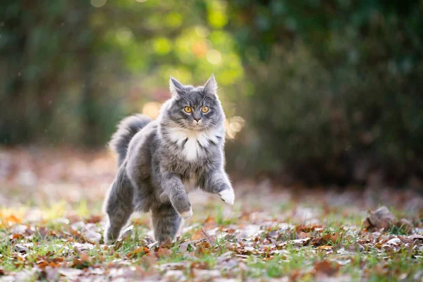 maine coon cat running outdoors in autumn