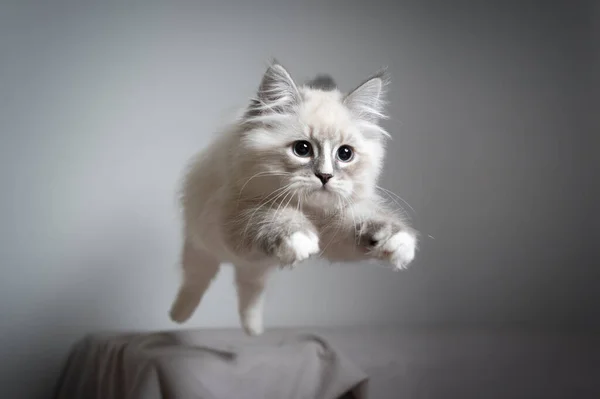 Speels springend Siberisch katje — Stockfoto