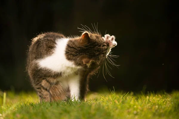 正在训练的猫舔爪子 — 图库照片