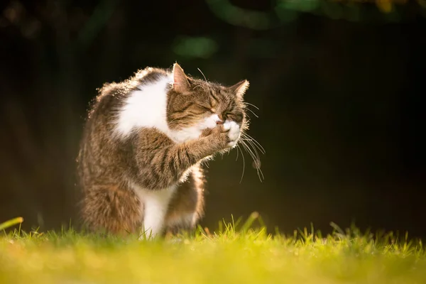 Governare gatto in natura — Foto Stock