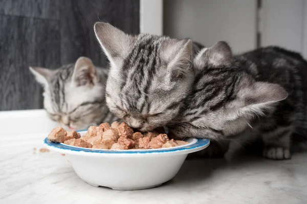 hungry kittens eating from same dish