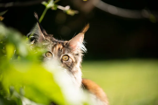 Maine coon gato escondido atrás da planta — Fotografia de Stock