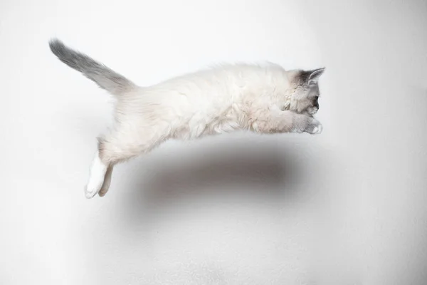 Verspielt hüpfendes sibirisches Kätzchen — Stockfoto