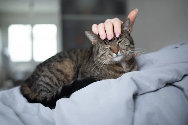 Proprietario dell'animale domestico accarezzando gatto a letto — Foto Stock