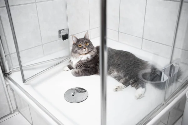 Katze ruht sich in Dusche aus — Stockfoto