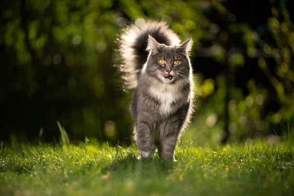 Пушистый мейн-еновый кот в природе — стоковое фото