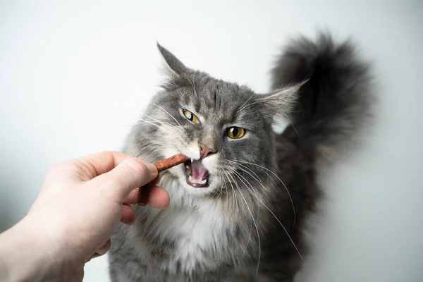 Alimentación golosinas a maine coon gato — Foto de Stock