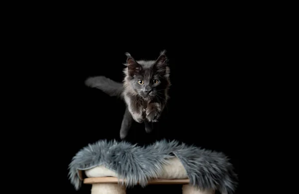 Maine Coon Katze springt von Kratzpfosten — Stockfoto