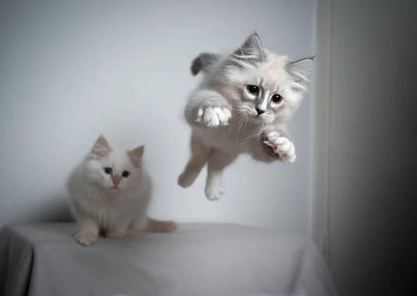 Jogos Dos Gatinhos Em Um Fundo Branco Imagem de Stock - Imagem de reto, gato:  7262627