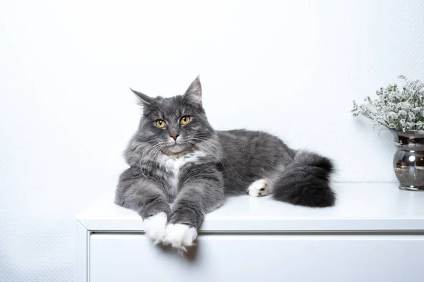 Кіт відпочиває на білій шафі — стокове фото