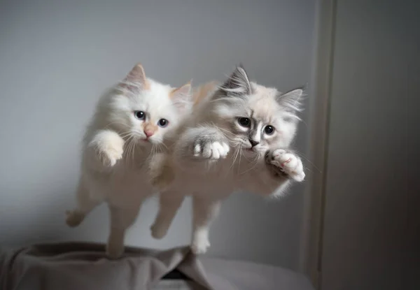 Twee Siberische kittens gelijktijdig springend — Stockfoto
