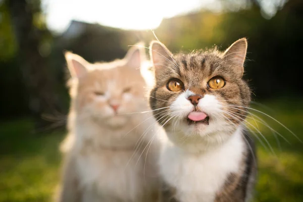 外面滑稽的猫伸出舌头 — 图库照片