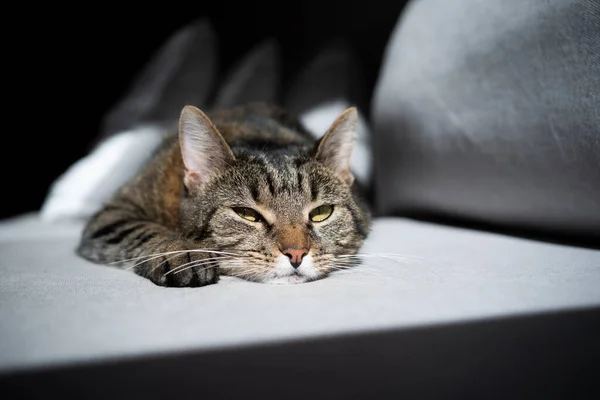 Ленивая кошка отдыхает на диване — стоковое фото