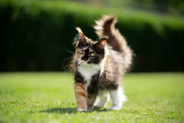 Maine coon kotek z infekcją oka — Zdjęcie stockowe