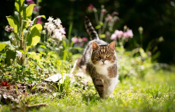 아름다운 햇살이 내리 쬐는 정원을 거닐고 있는 고양이 — 스톡 사진