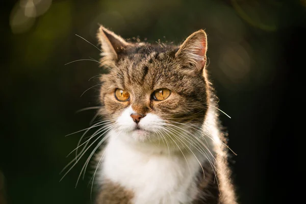 Brittiska shorthar katt i naturen — Stockfoto