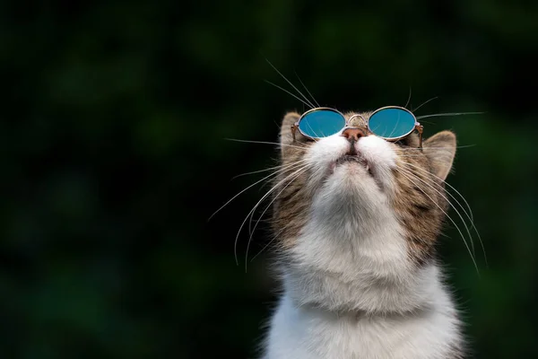 戴著太阳镜的猫抬头仰望天空 — 图库照片