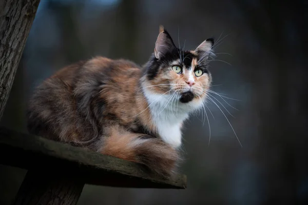 Котяча кішка на скретч-пості — стокове фото