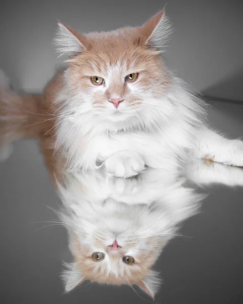 Γάτα ακουμπισμένη στον καθρέφτη — Φωτογραφία Αρχείου