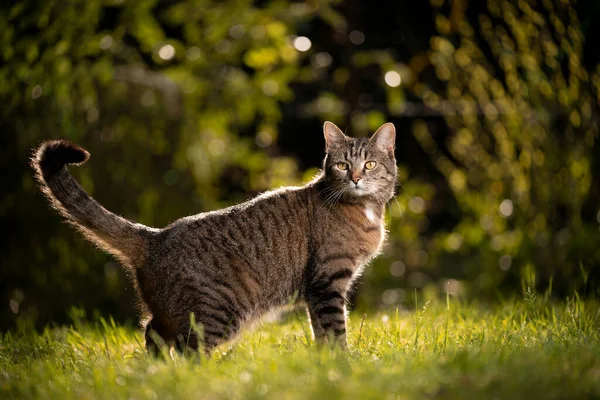 Tabby-Katze im sonnigen Garten — Stockfoto