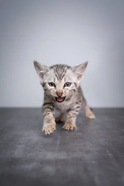 Bengal kitten studio schot — Stockfoto