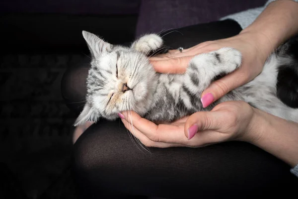Власник домашньої тварини погладжує кошеня на колінах — стокове фото