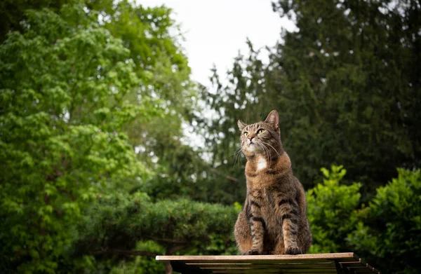 Gato tabby ao ar livre na mesa de jardim — Fotografia de Stock