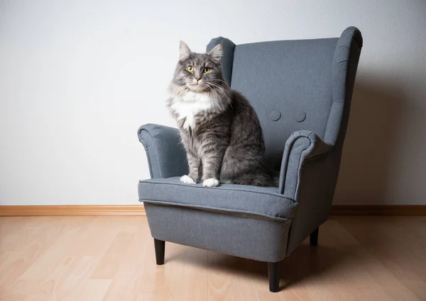 Maine coon kot siedzi na fotelu — Zdjęcie stockowe