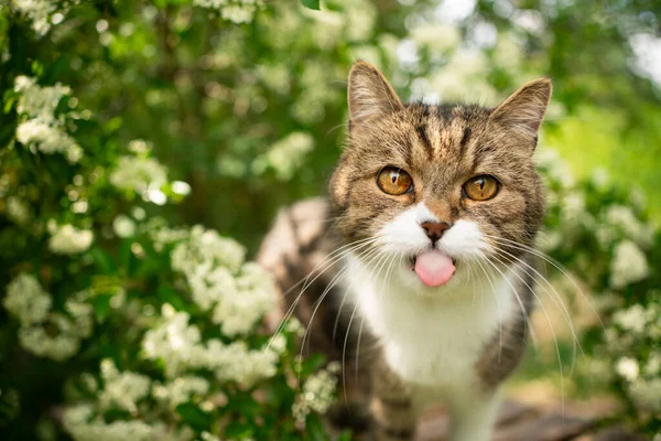 Kissa luonnossa törröttää kieli — kuvapankkivalokuva