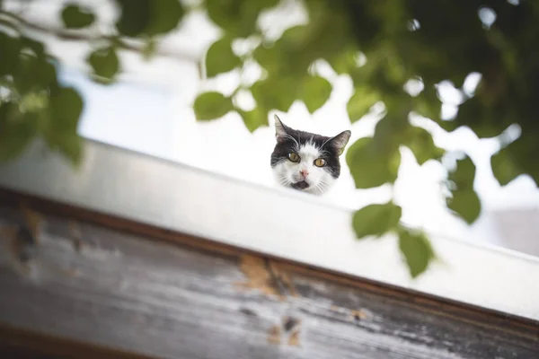 Katze schaut vom Dach herab — Stockfoto