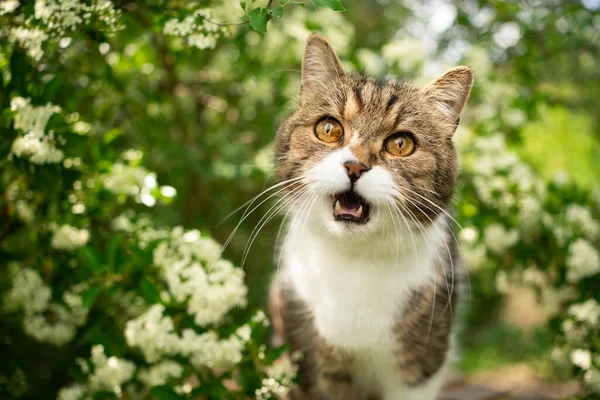 cat in nature meowing