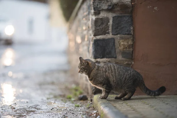 Katze neben gefährlicher Straße und Auto — Stockfoto