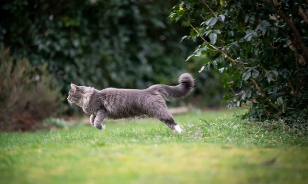 Gato brincalhão pulando no gramado — Fotografia de Stock