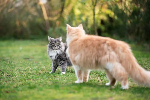 cats face to face meeting in garden