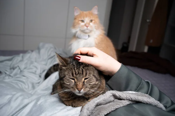 pet owner stroking cat while another cat is jealous