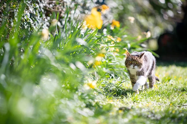 Кошка бродит в солнечном саду — стоковое фото