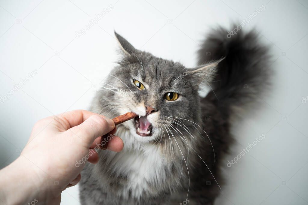 feeding treats to maine coon cat
